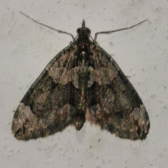 Chloroclysta siterata