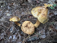Pseudoboletus parasiticus