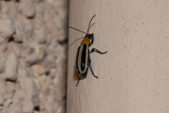 Acalymma trivittatum