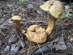 Pseudoboletus parasiticus