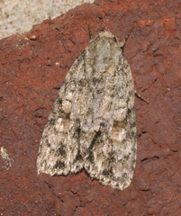 Acronicta