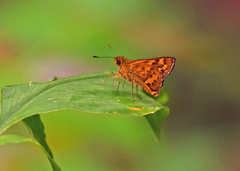 Ampittia dioscorides