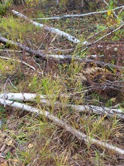 Calamagrostis purpurea