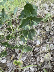 Penstemon pseudospectabilis