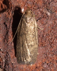 Glyphidocera juniperella