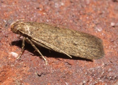 Glyphidocera juniperella