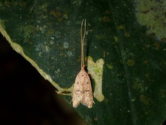 Lecithocera