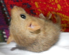 Muscardinus avellanarius