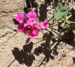 Indigofera vanzijlii