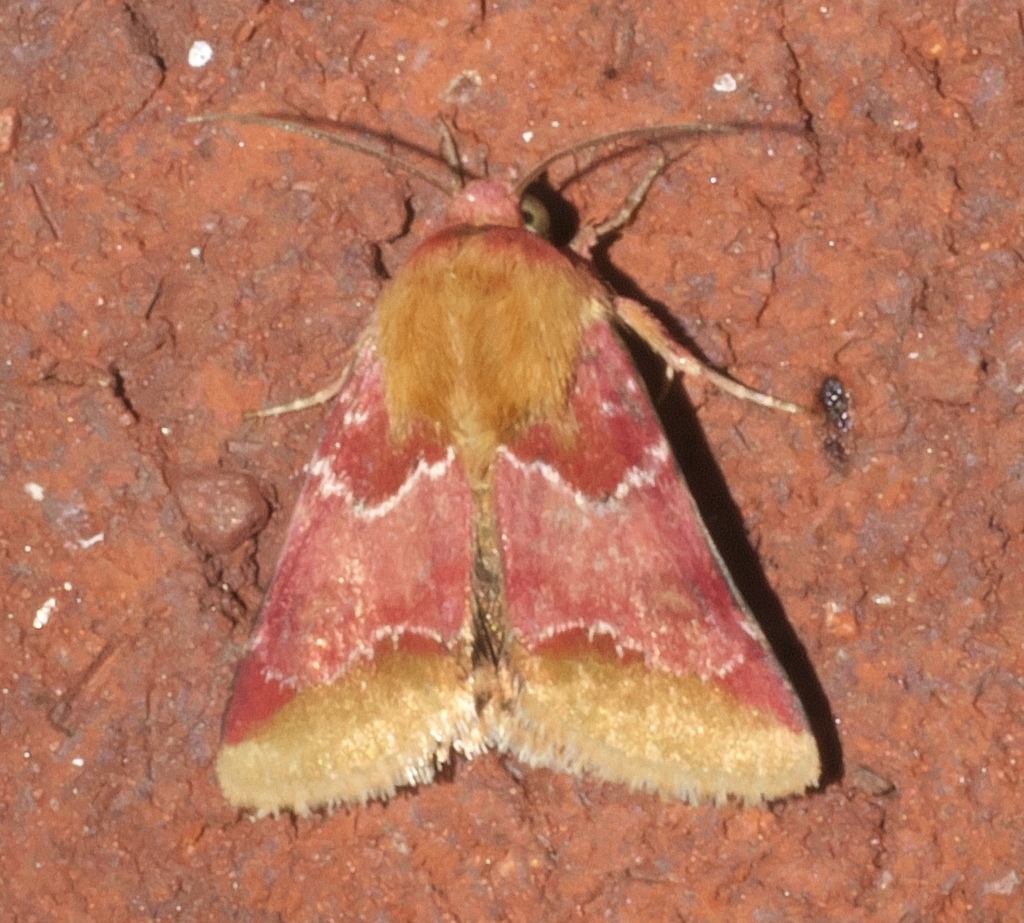 Bina Flower Moth