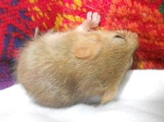 Muscardinus avellanarius