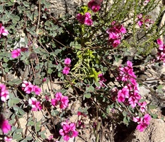 Indigofera vanzijlii