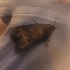 Agrotis ipsilon