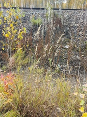 Calamagrostis purpurea