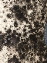 Fungi