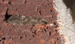 Hydropsychinae
