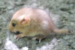 Muscardinus avellanarius