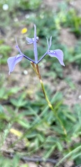 Moraea tripetala