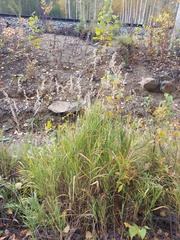 Calamagrostis purpurea