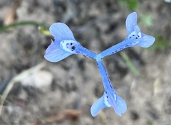 Moraea tripetala