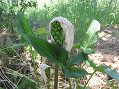 Arum italicum