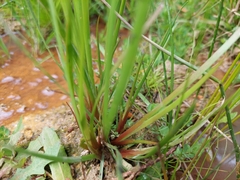 Juncus planifolius