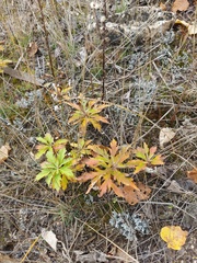 Artemisia integrifolia