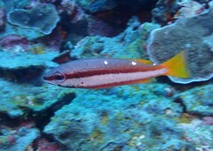 Lutjanus biguttatus