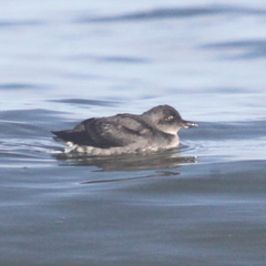 Ptychoramphus aleuticus