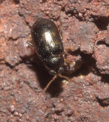 Crepidodera