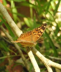 Junonia erigone
