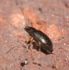 Crepidodera