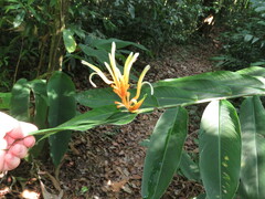 Heliconia longiflora