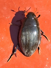 Hydrophilus acuminatus