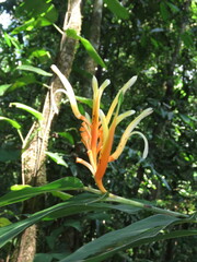 Heliconia longiflora