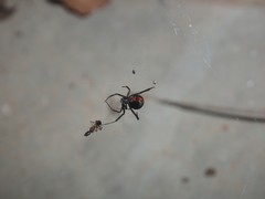 Latrodectus hasselti