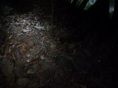 Morelia spilota