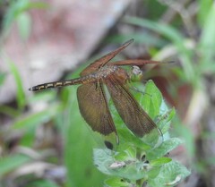 Neurothemis ramburii