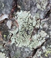 Phaeophyscia rubropulchra