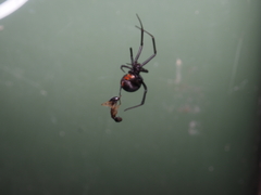 Latrodectus hasselti