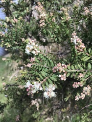 Melaleuca sieberi