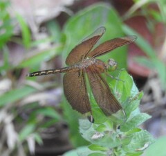 Neurothemis ramburii