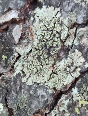 Phaeophyscia rubropulchra