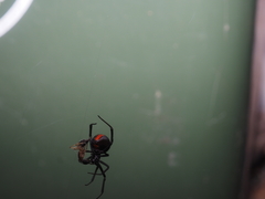 Latrodectus hasselti