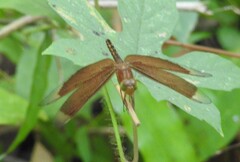 Neurothemis ramburii