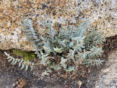Pellaea bridgesii