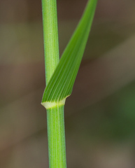 Echinopogon caespitosus