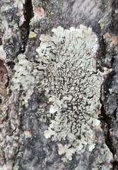 Phaeophyscia rubropulchra