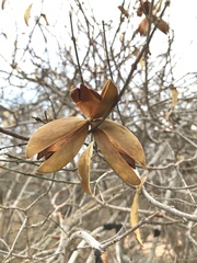 Pristimera longipetiolata