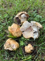 Agaricus nanaugustus